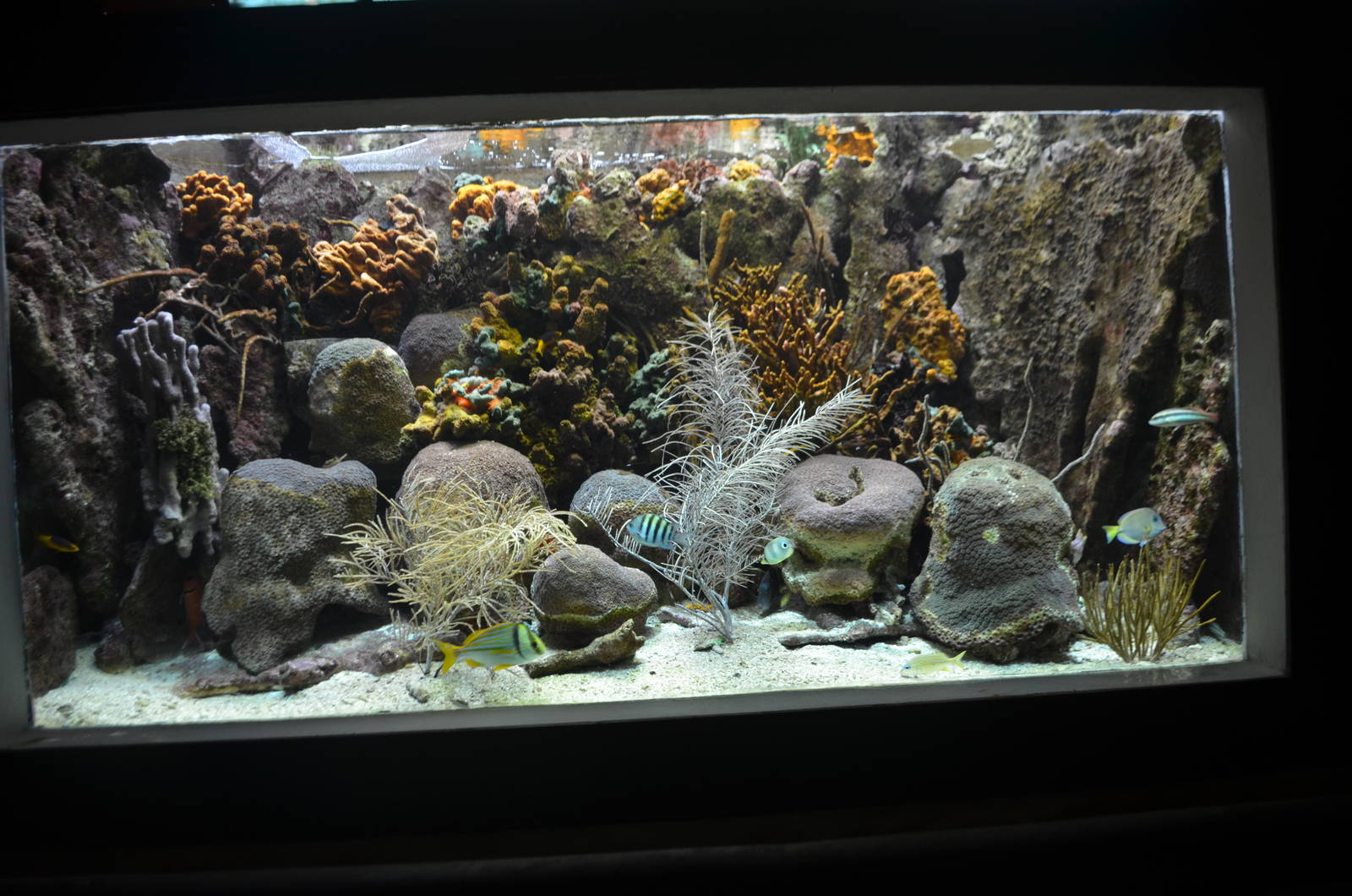 Reef aquarium, (south Caribbean)
