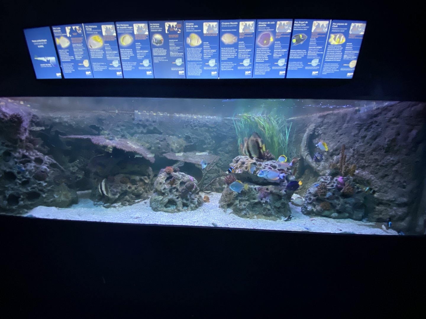 Reef aquarium