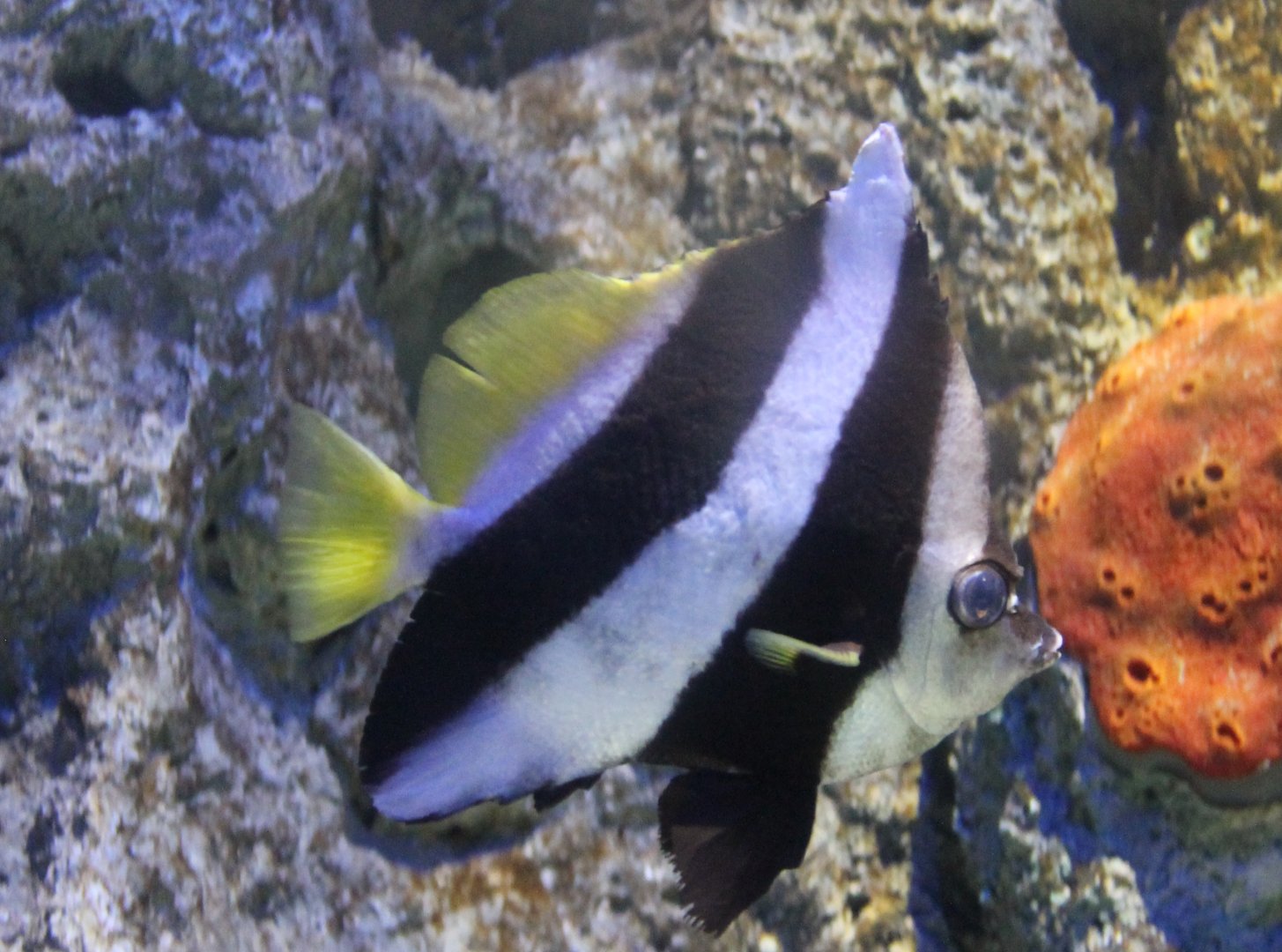 Reef bannerfish - Heniochus acuminatus