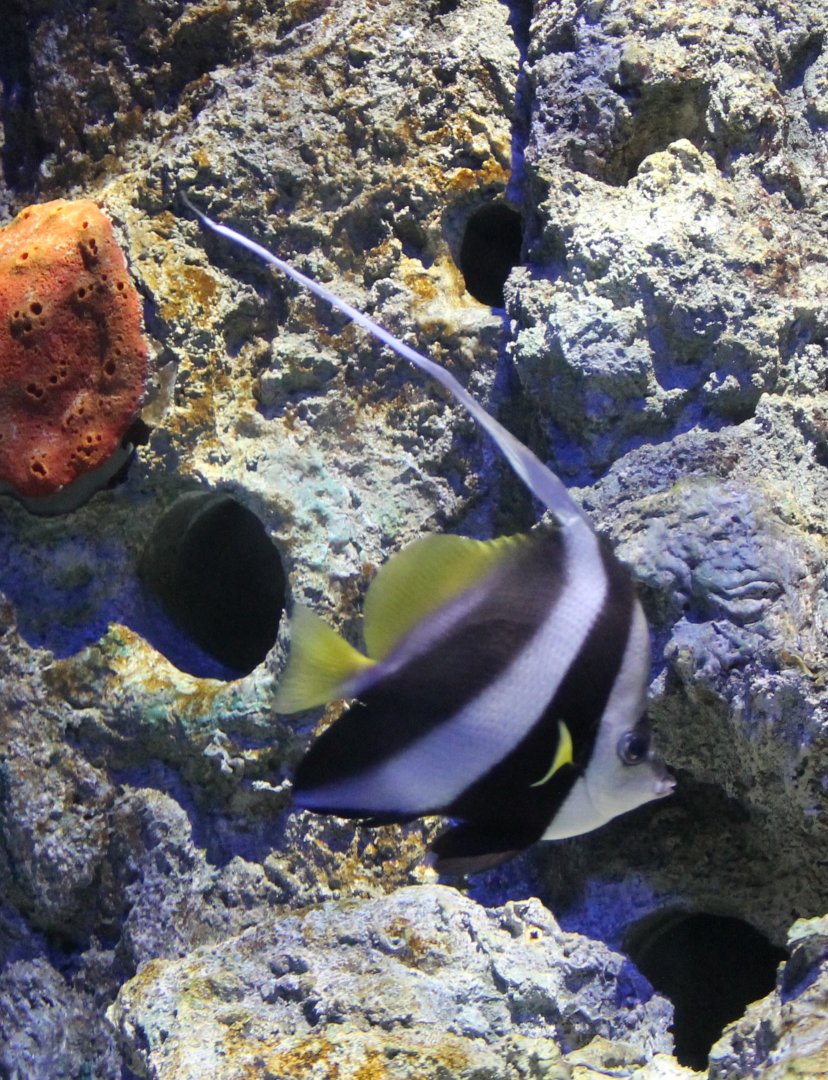 Reef bannerfish - Heniochus acuminatus
