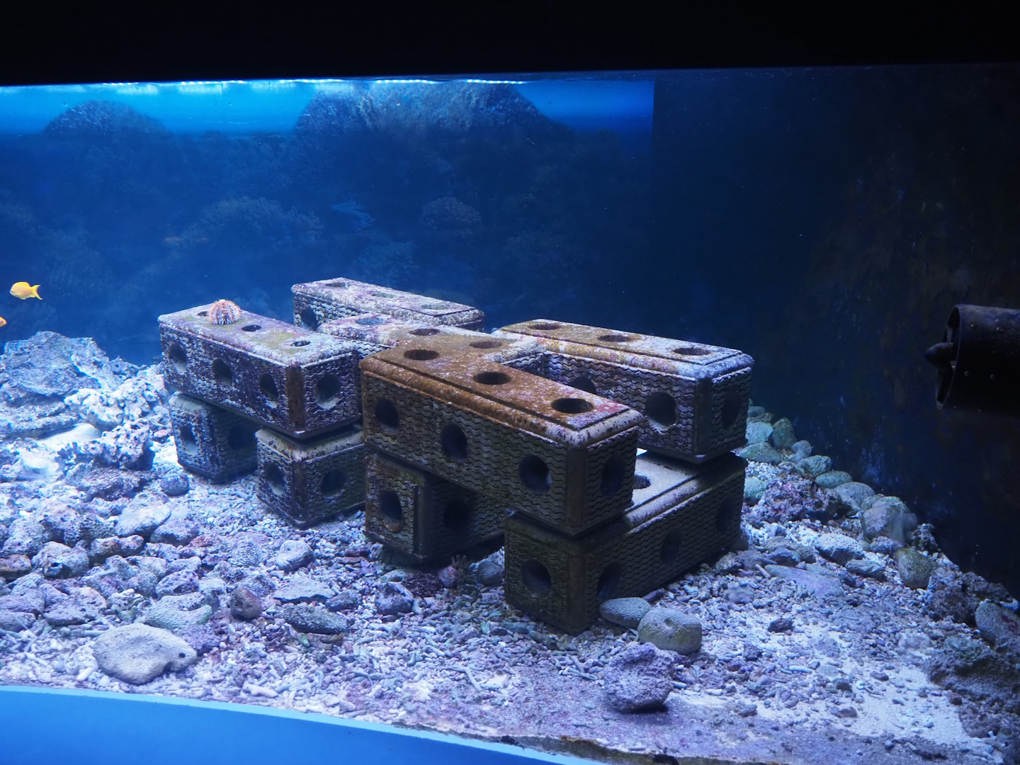 Reef base blocks in living reef tank, 2024-06-30