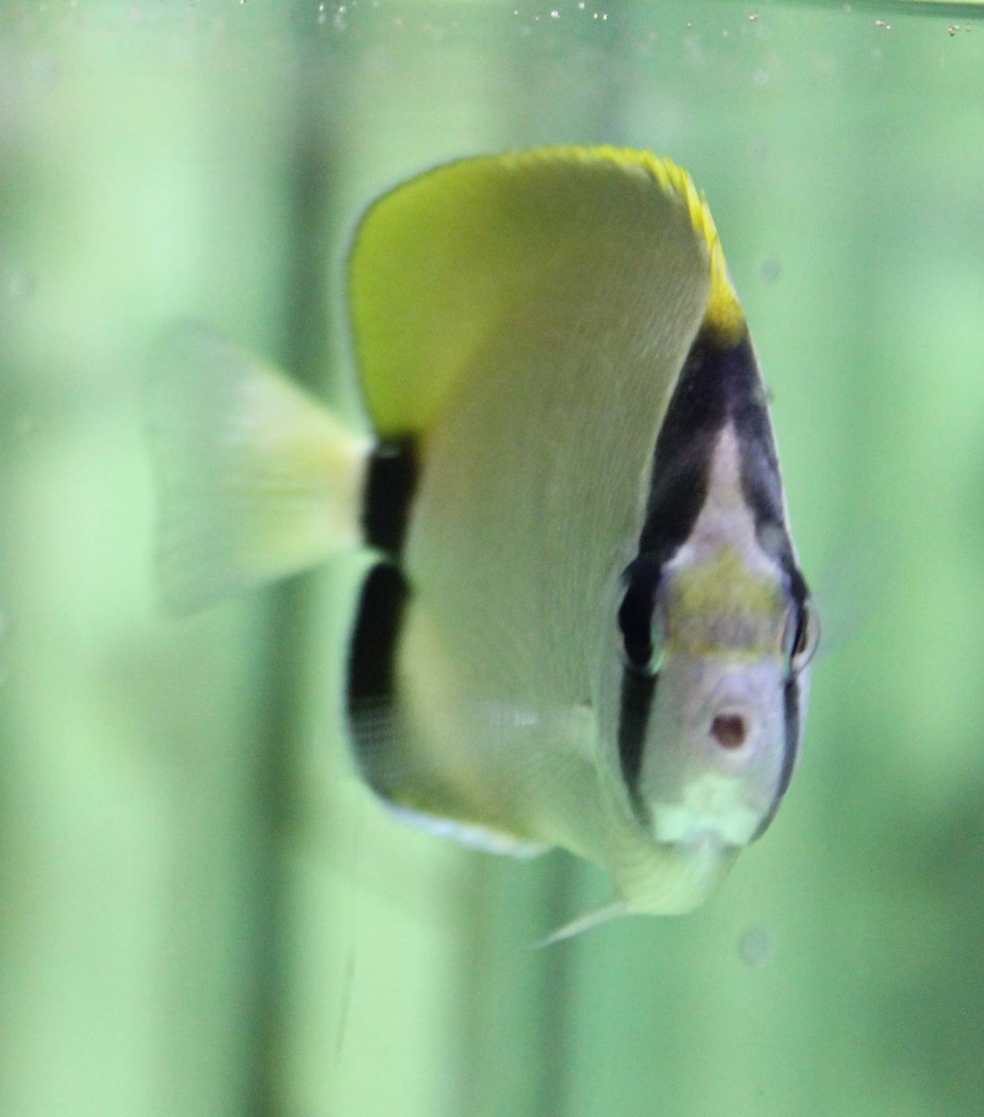 Reef butterflyfish - Chaetodon sedentarius