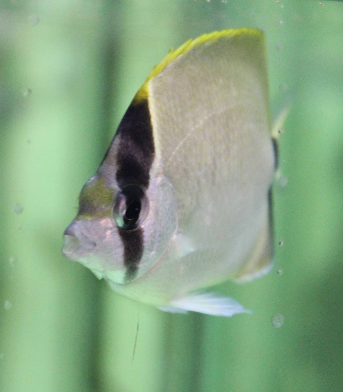 Reef butterflyfish - Chaetodon sedentarius