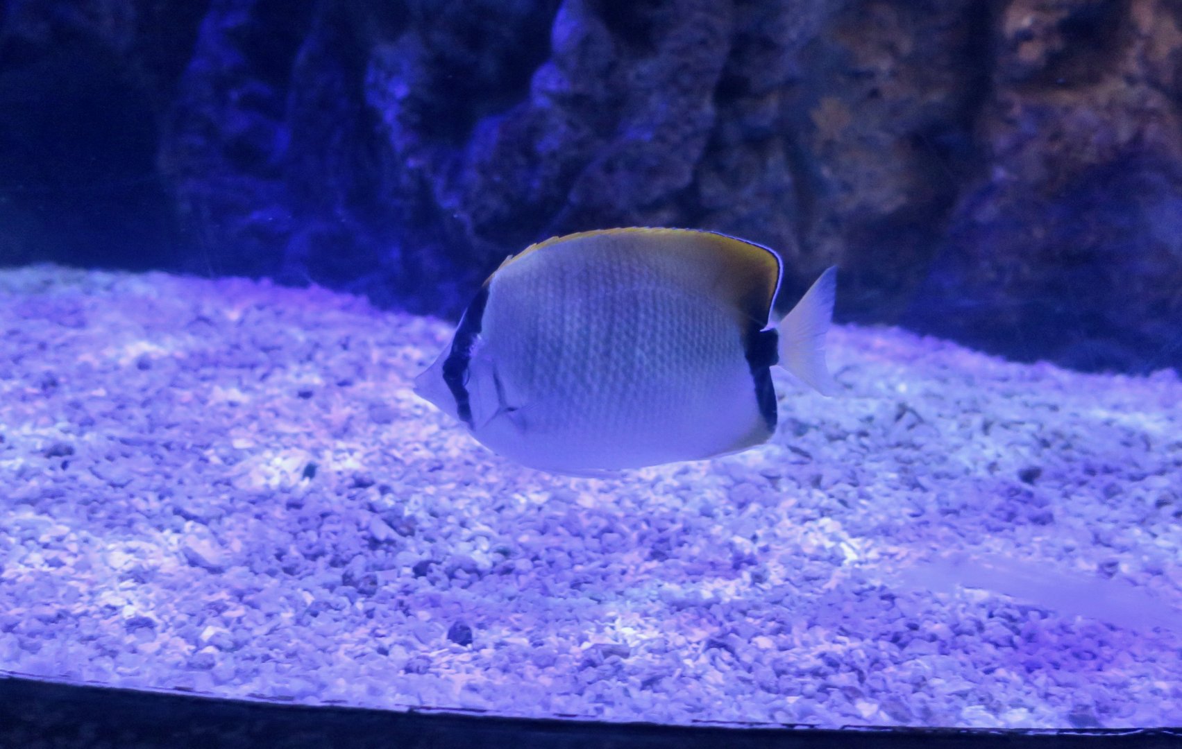 Reef Butterflyfish (Chaetodon sedentarius)
