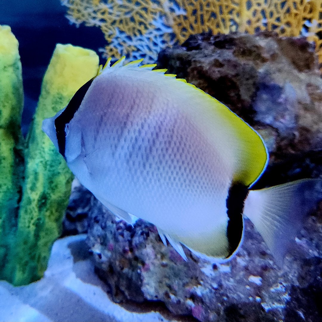 Reef Butterflyfish (Chaetodon sedentarius)