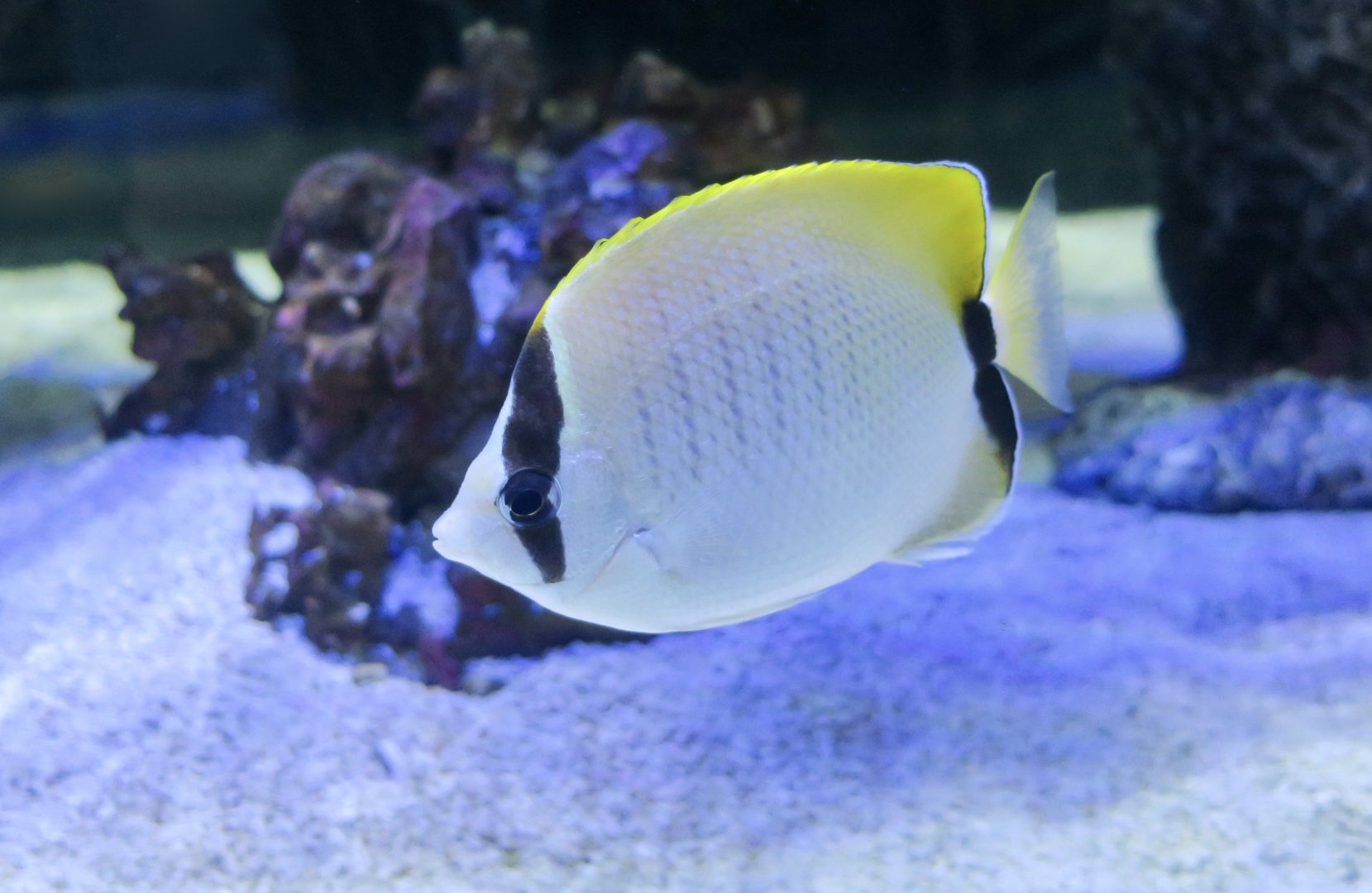 Reef Butterflyfish (Chaetodon sedentarius)