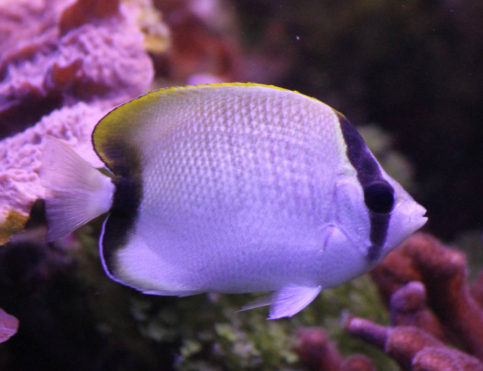 Reef butterflyfish
