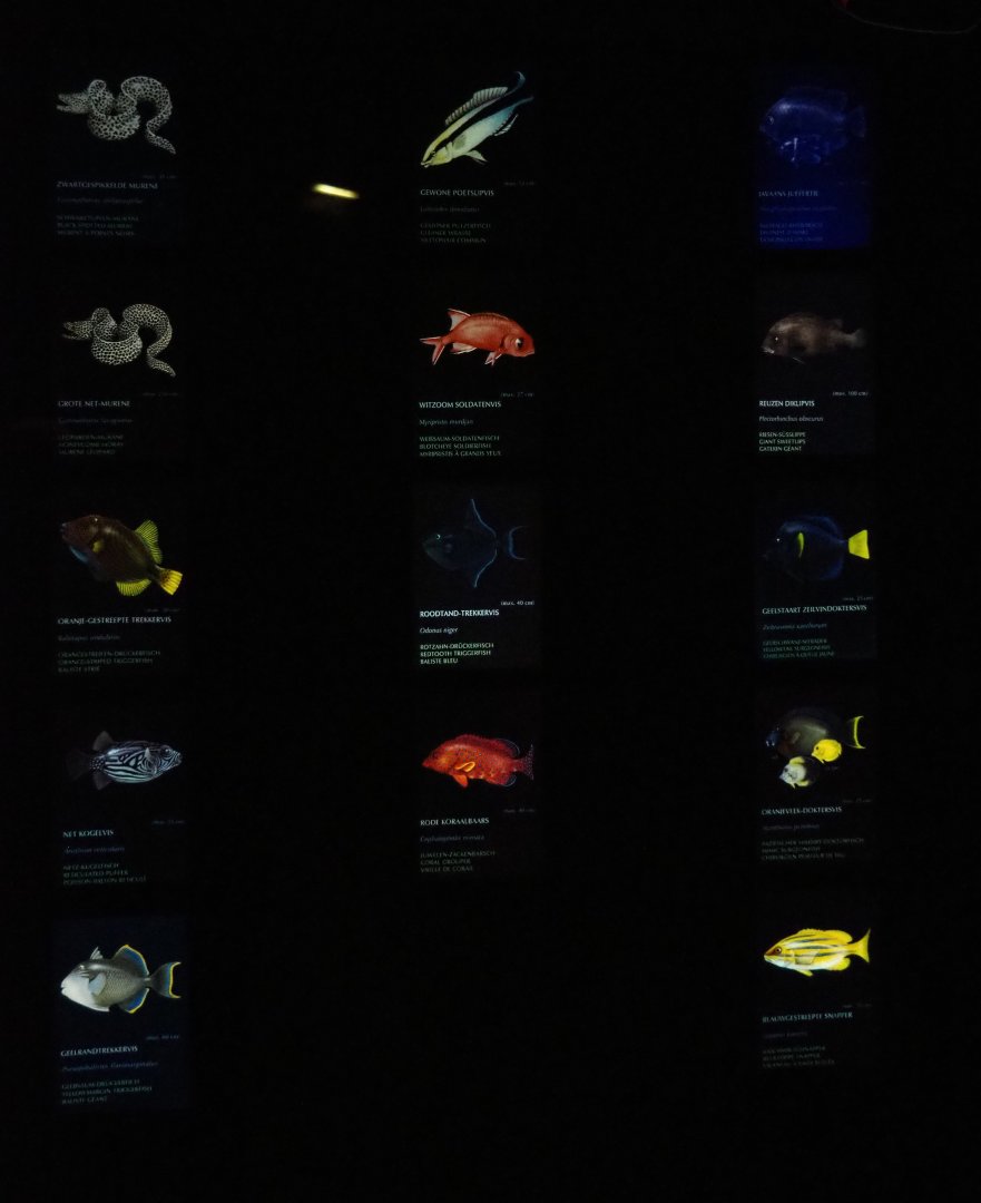 Reef canyon tank species signs (Sep 16th, 2018)