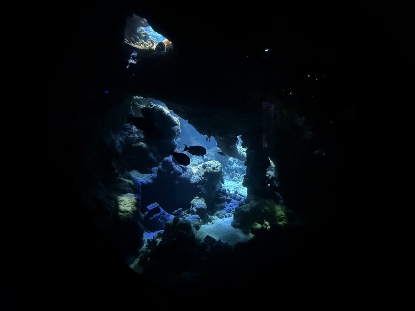 Reef cave