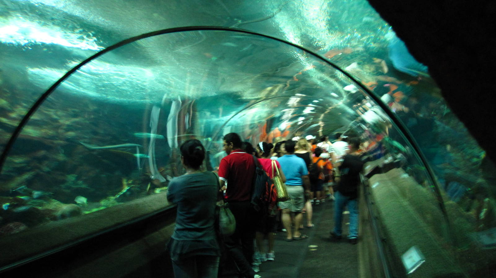 Reef Colony Tunnel