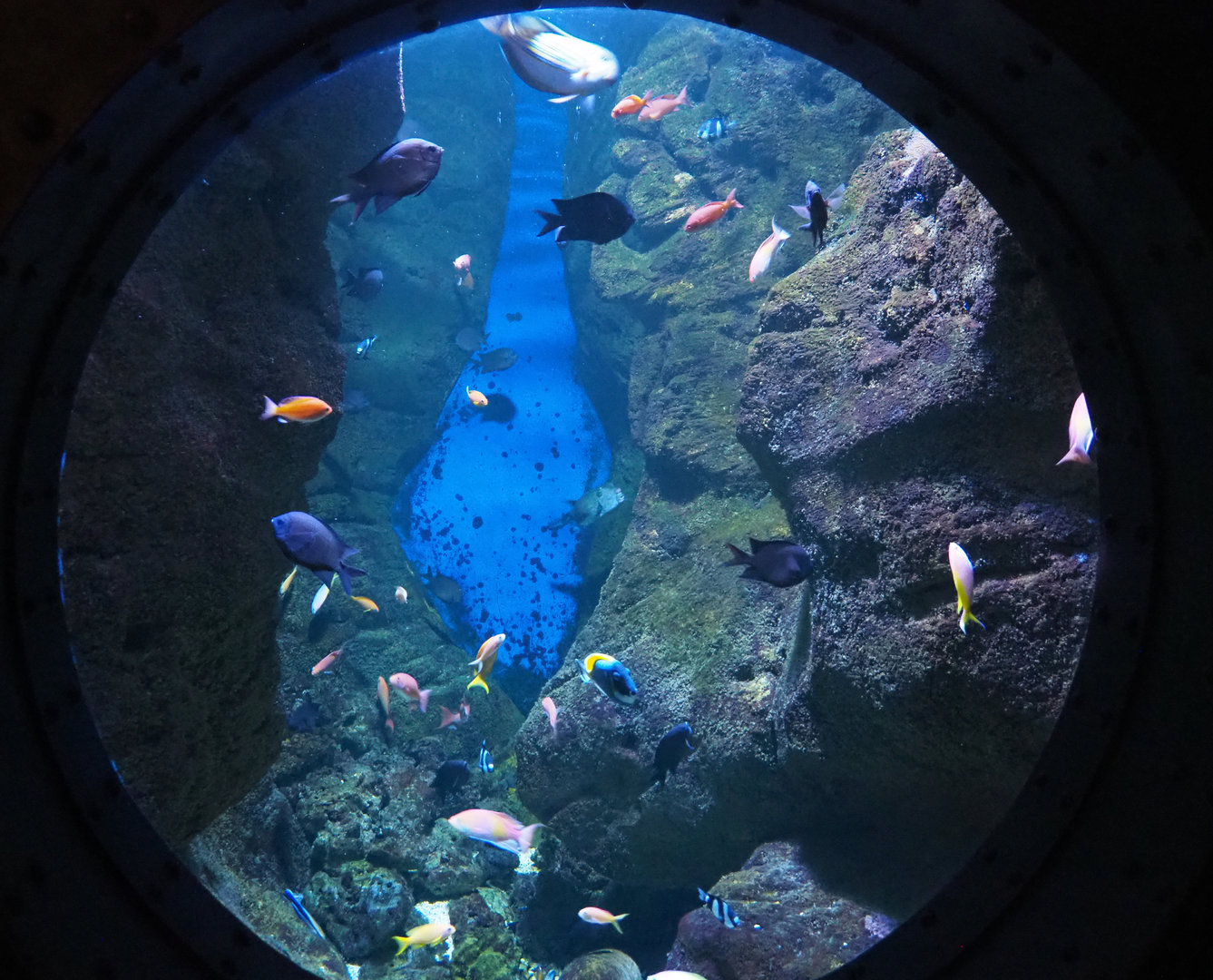 Reef crevice tank, 2022-09-14