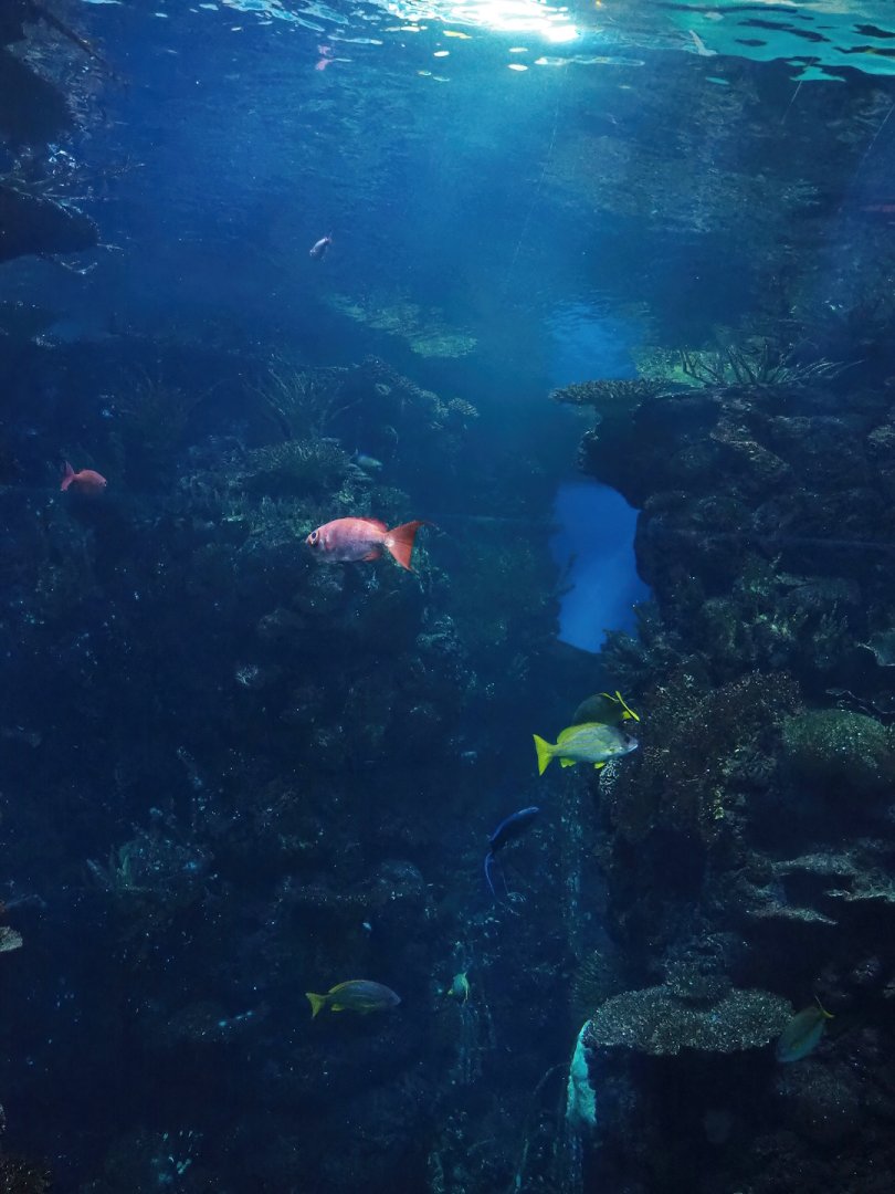 Reef crevice tank, 2023-10-07