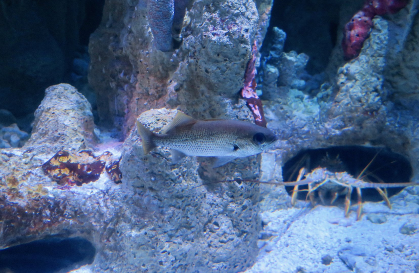 Reef Croaker (Odontoscion dentex)