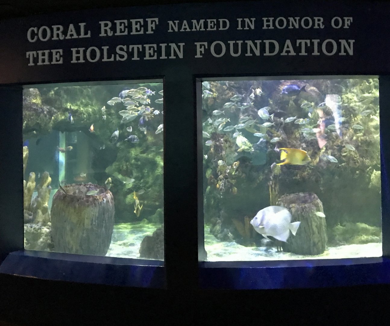 Reef Exhibit