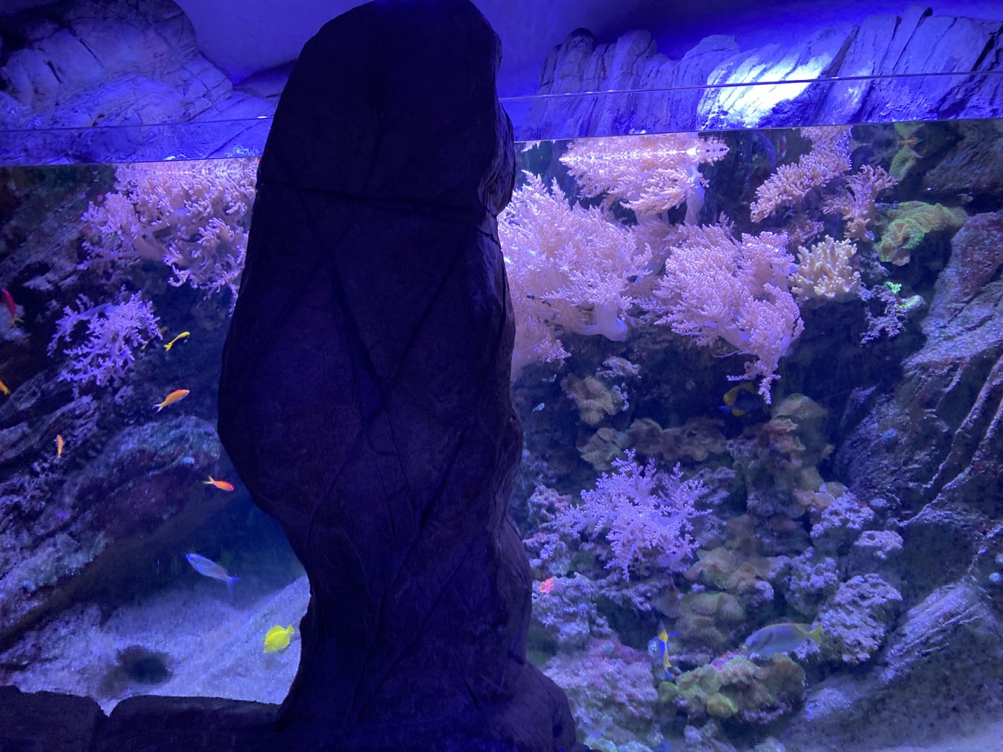 Reef exhibits
