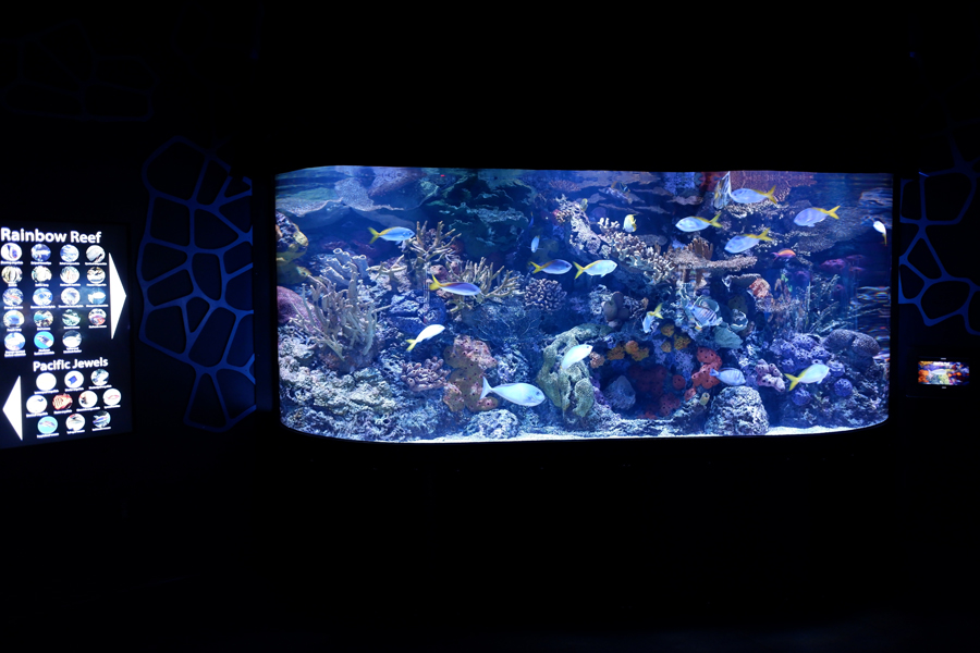 reef fish aquarium