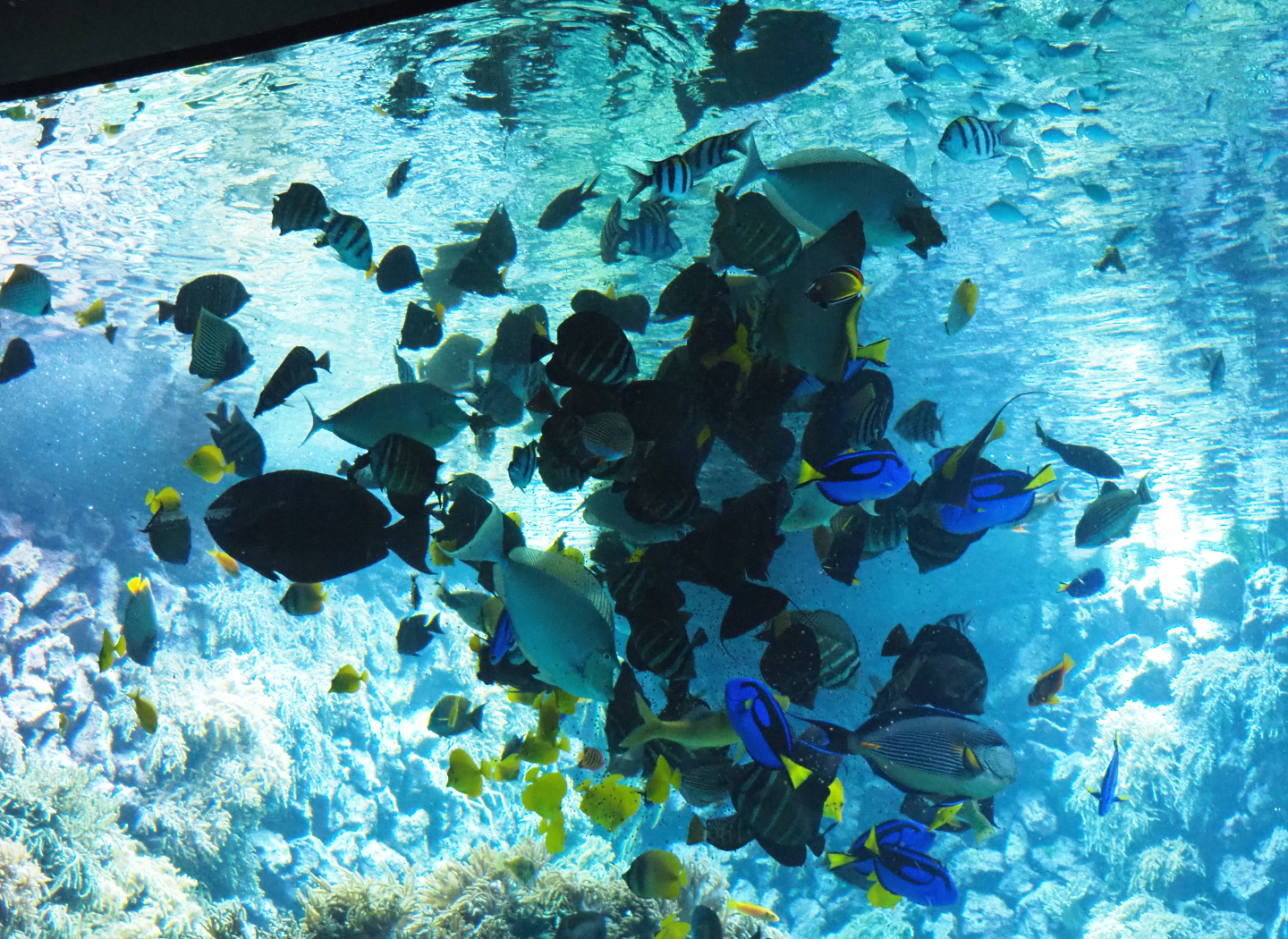 Reef fish feeding, 2020-05-24