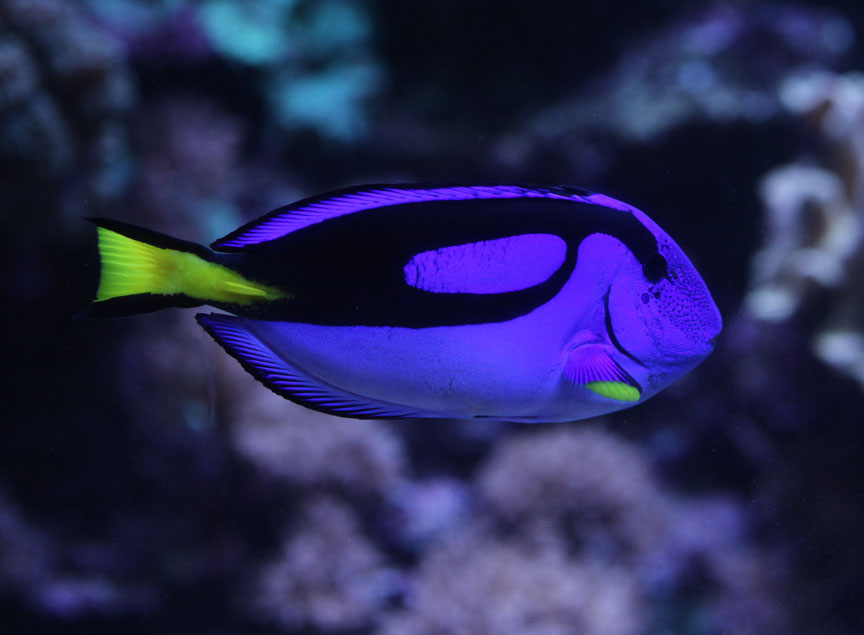 reef fish ID