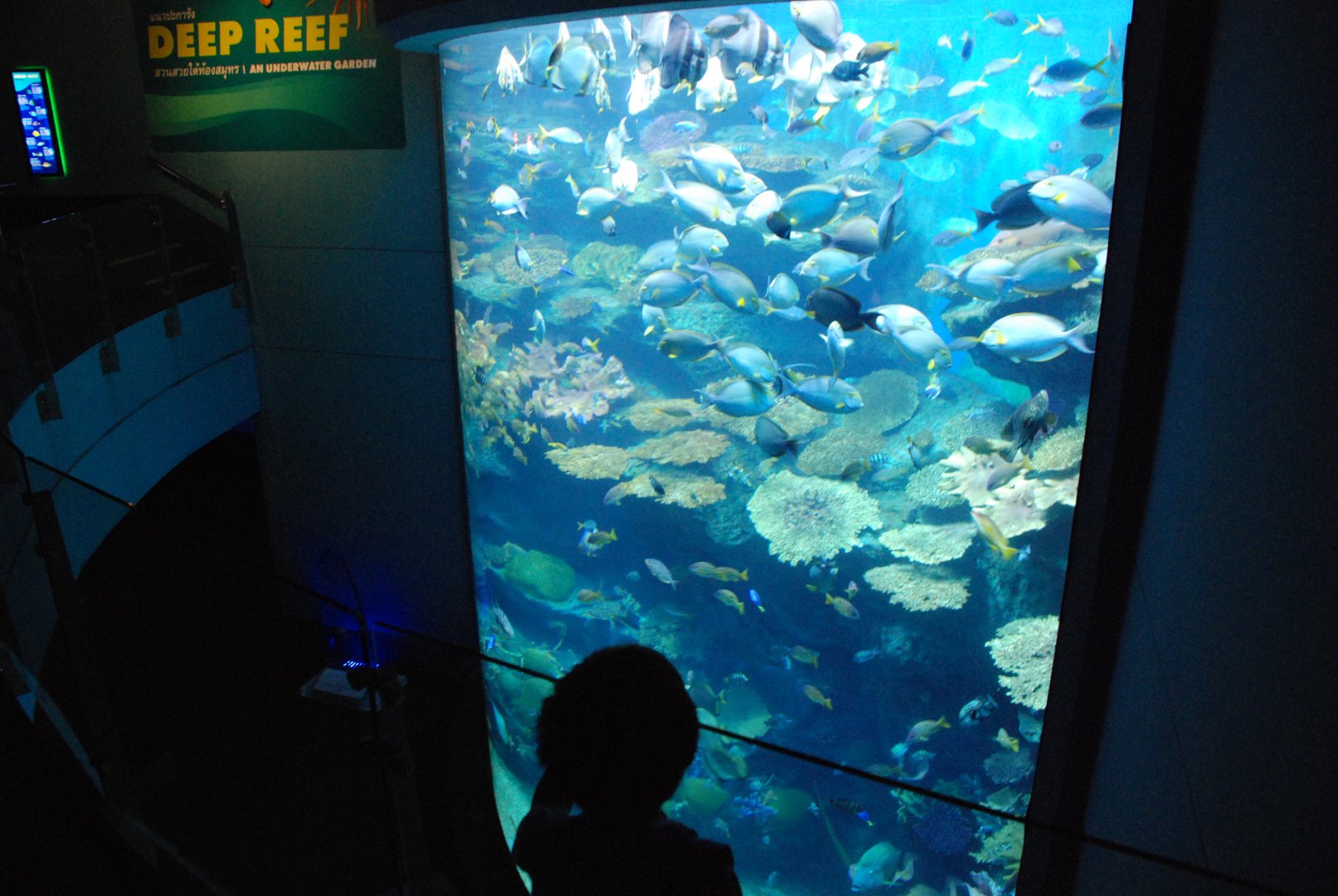 Reef Fish Tank