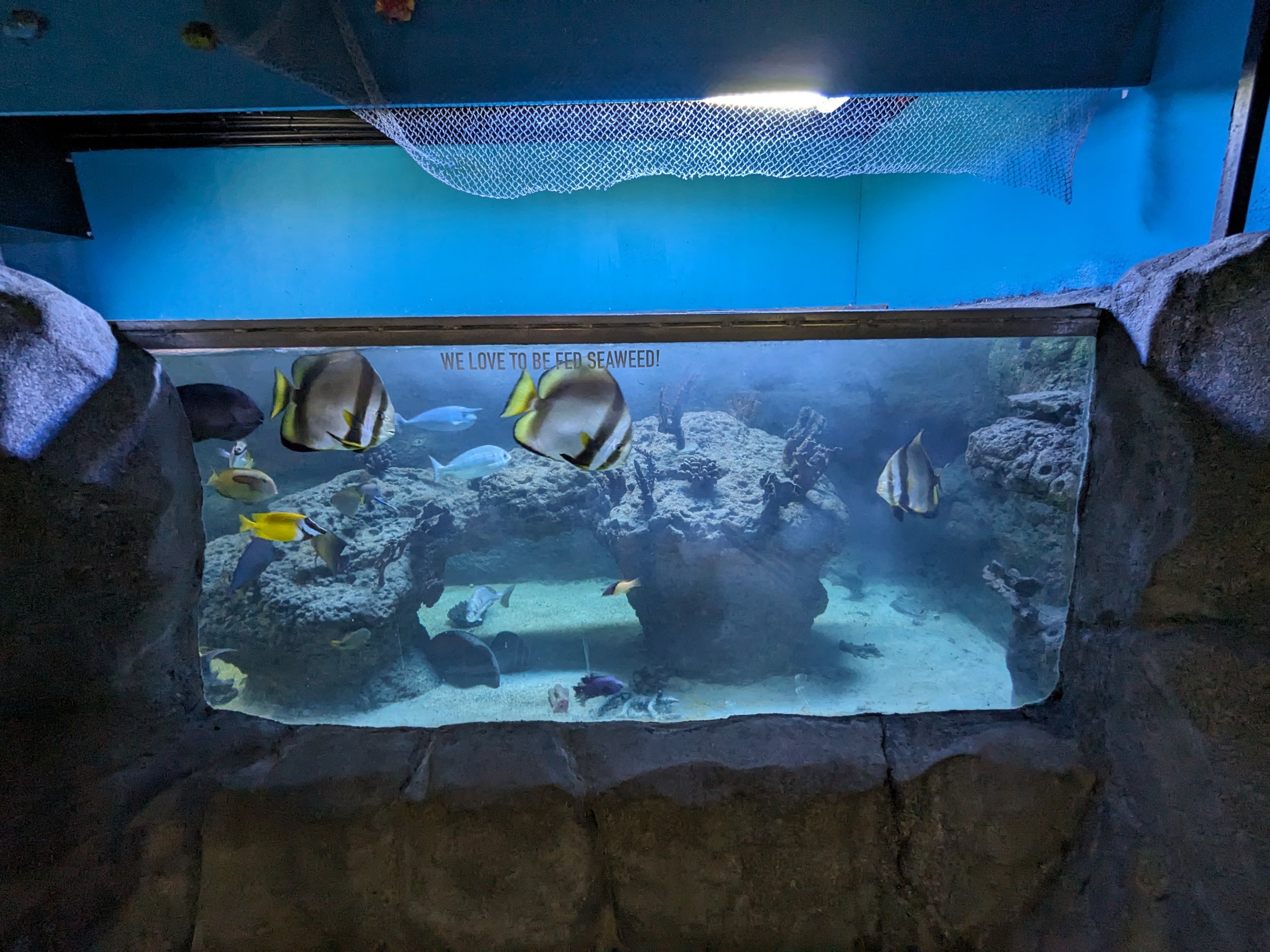 Reef fish tank