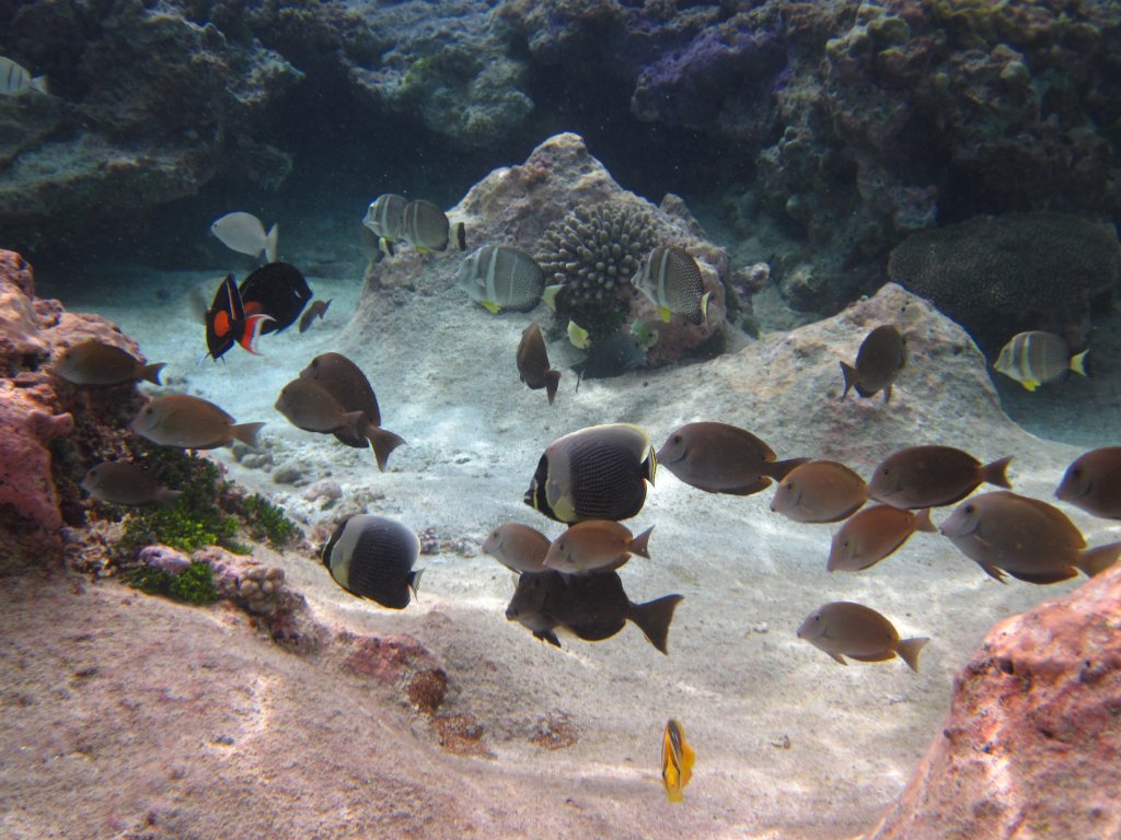 Reef fish