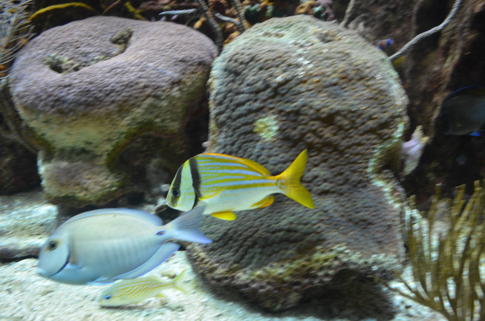 Reef fish