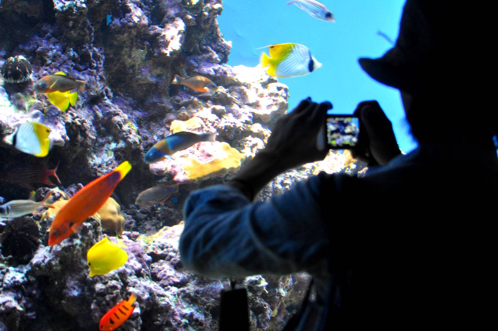 Reef fishes and Guest