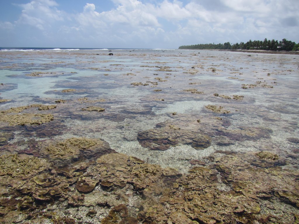 Reef-flat at low tide