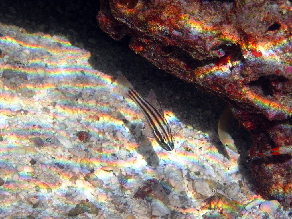Reef-flat Cardinalfish