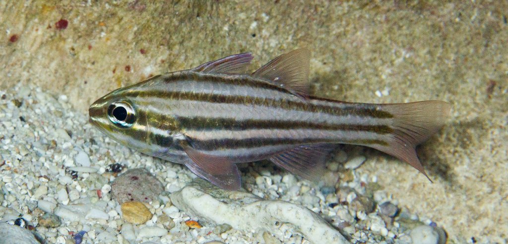 Reef-flat Cardinalfish