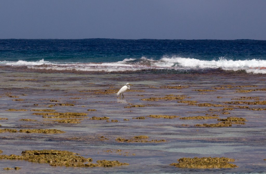 Reef Heron (Egretta sacra)