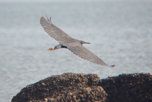 Reef heron