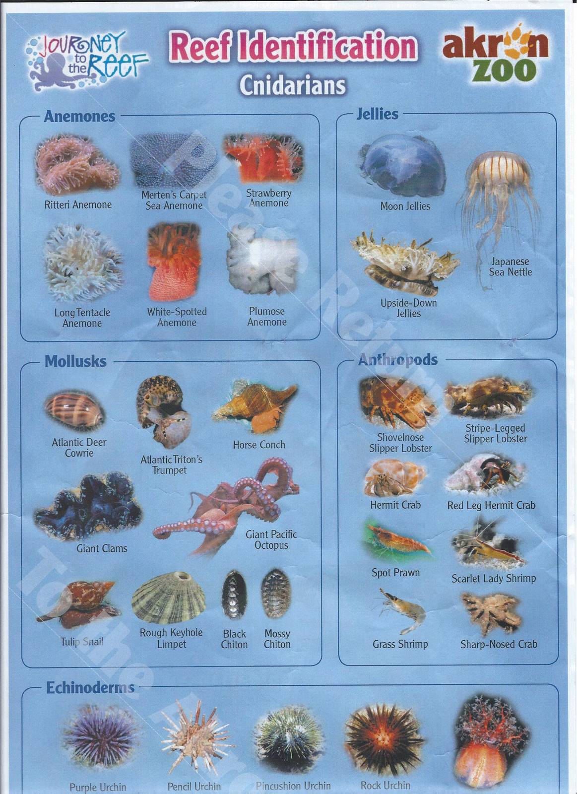 Reef Identification sheet