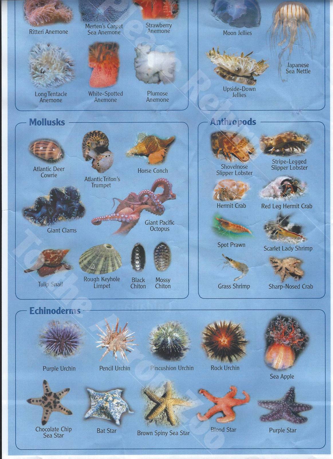 Reef Identification sheet