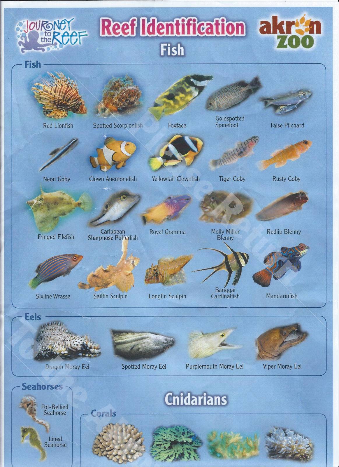 Reef Identification sheet