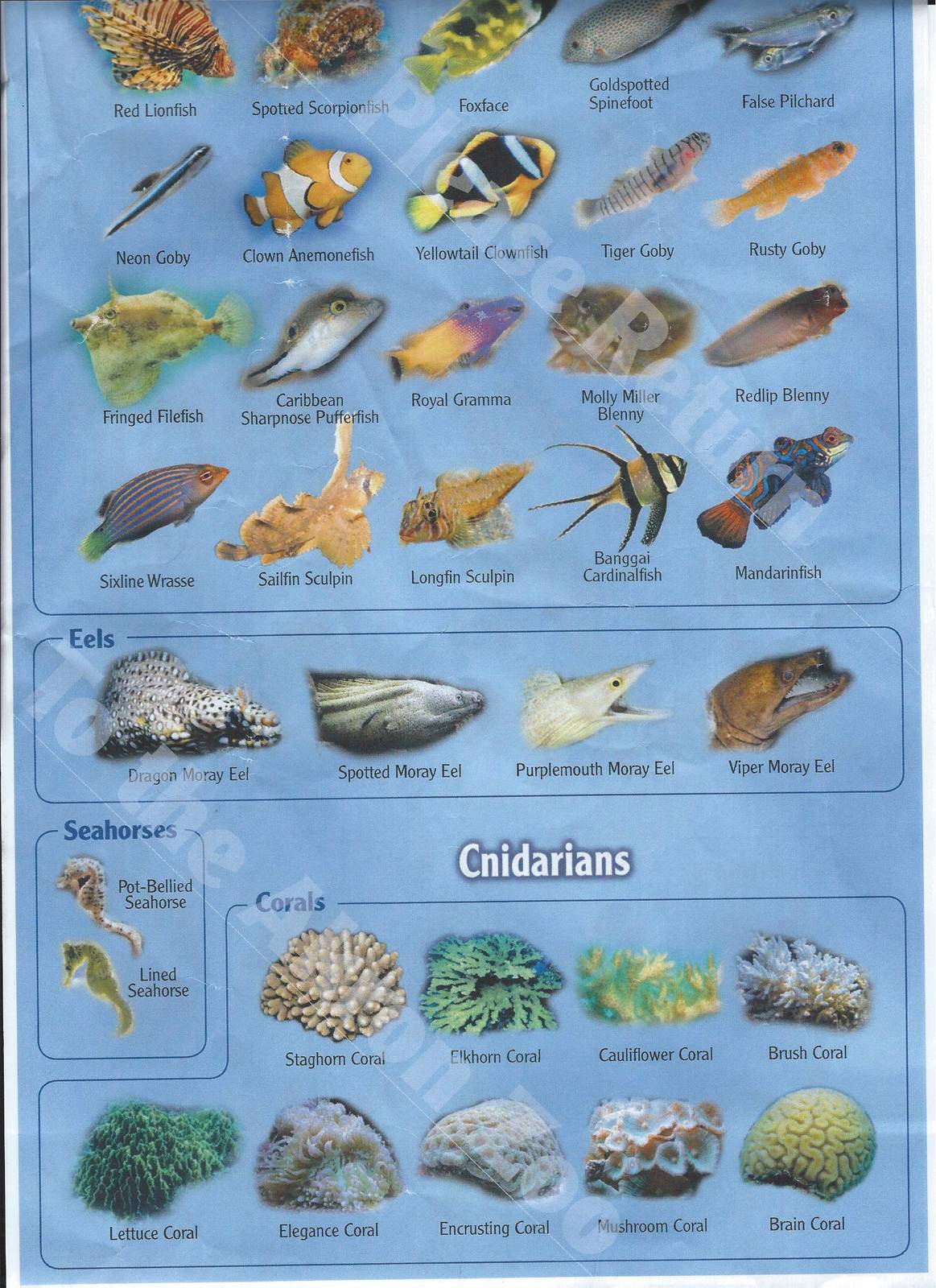 Reef Identification sheet