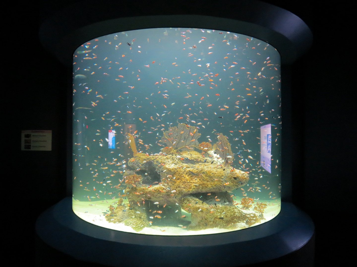 Reef Jewels - Clownfish Exhibit