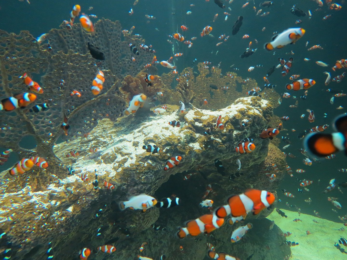 Reef Jewels - Clownfish Exhibit