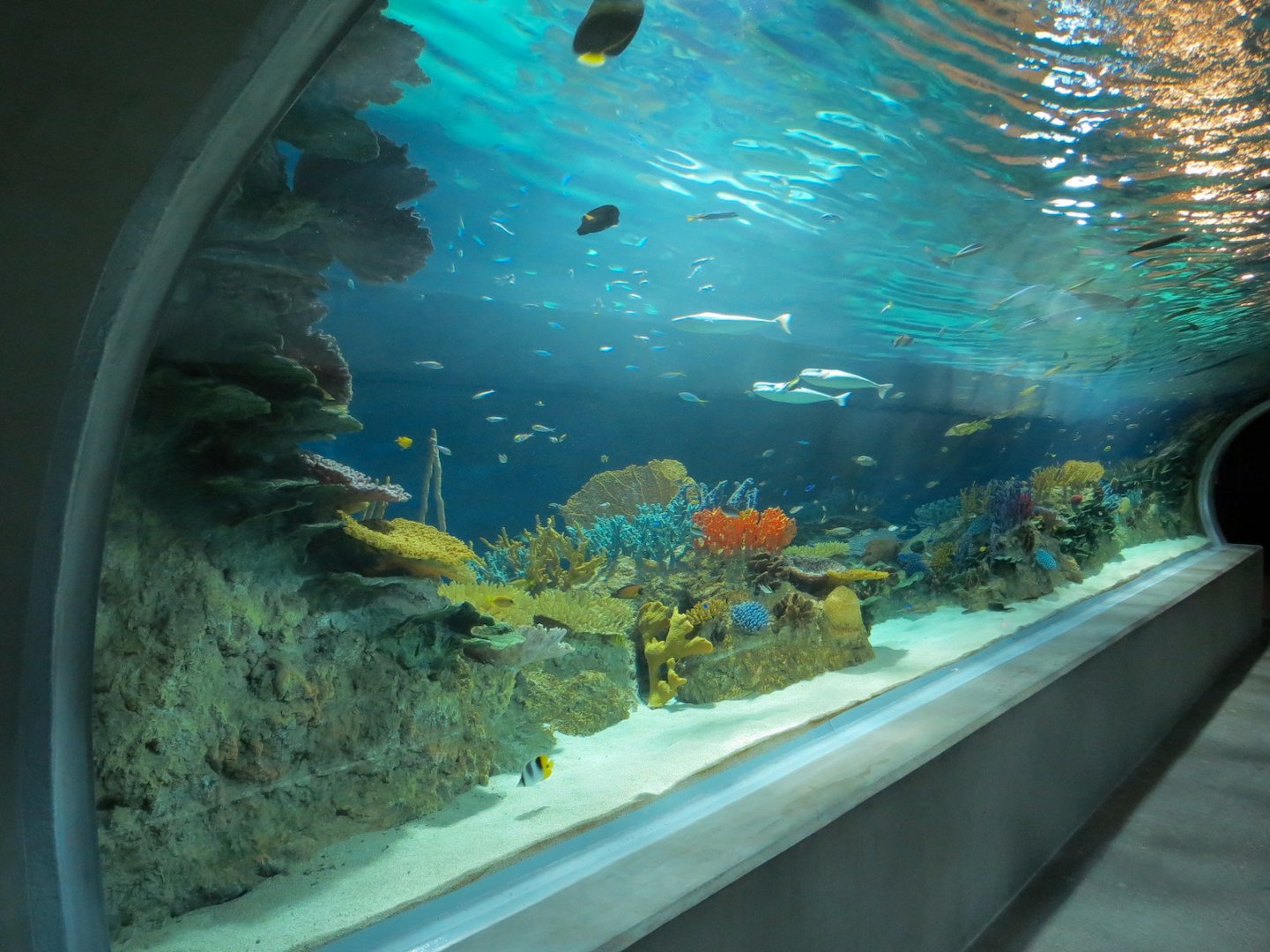 Reef Jewels - Great Barrier Reef Tunnel Exhibit