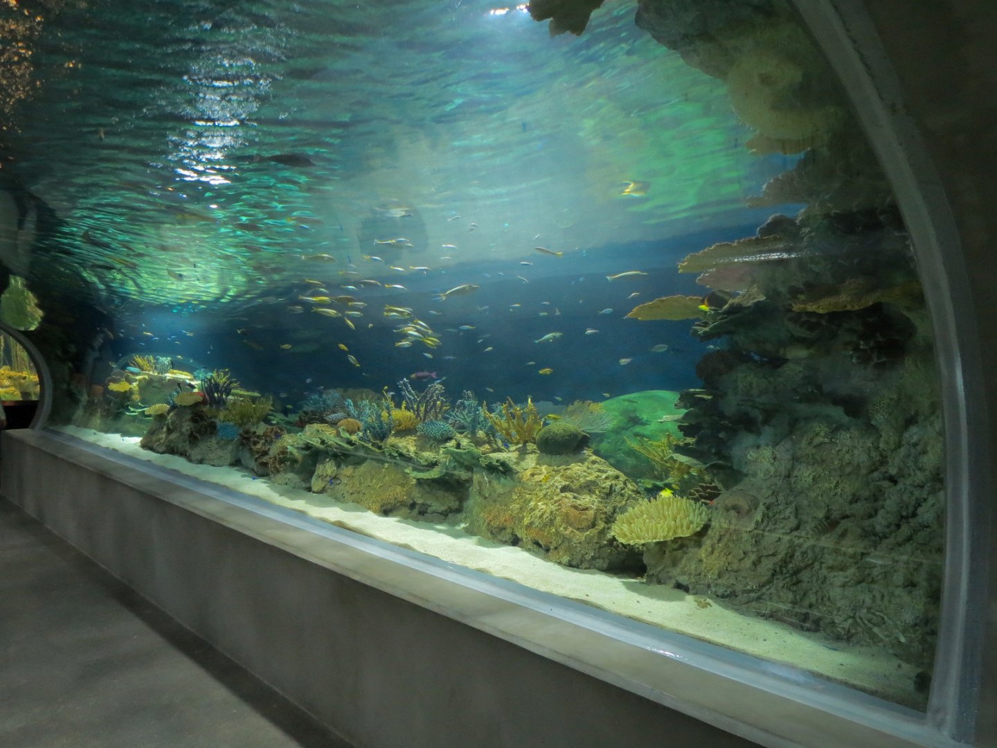 Reef Jewels - Great Barrier Reef Tunnel Exhibit
