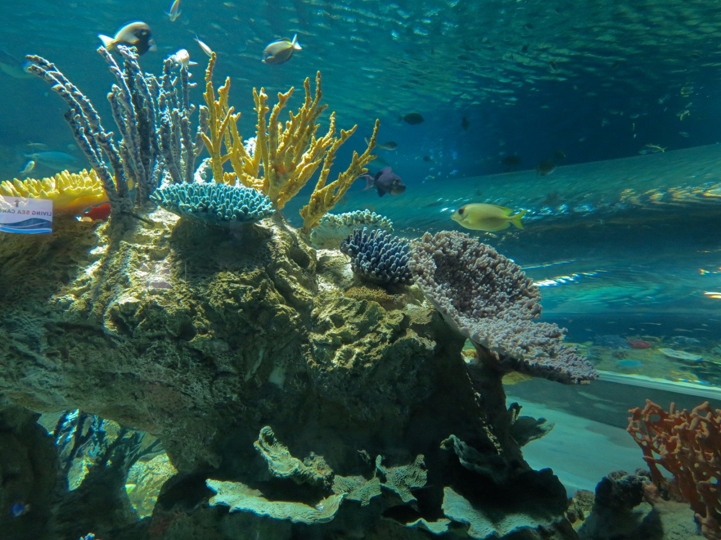 Reef Jewels - Great Barrier Reef Tunnel Exhibit
