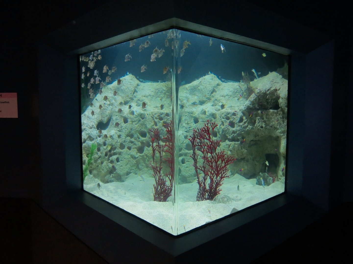 Reef Jewels - Jawfish Exhibit