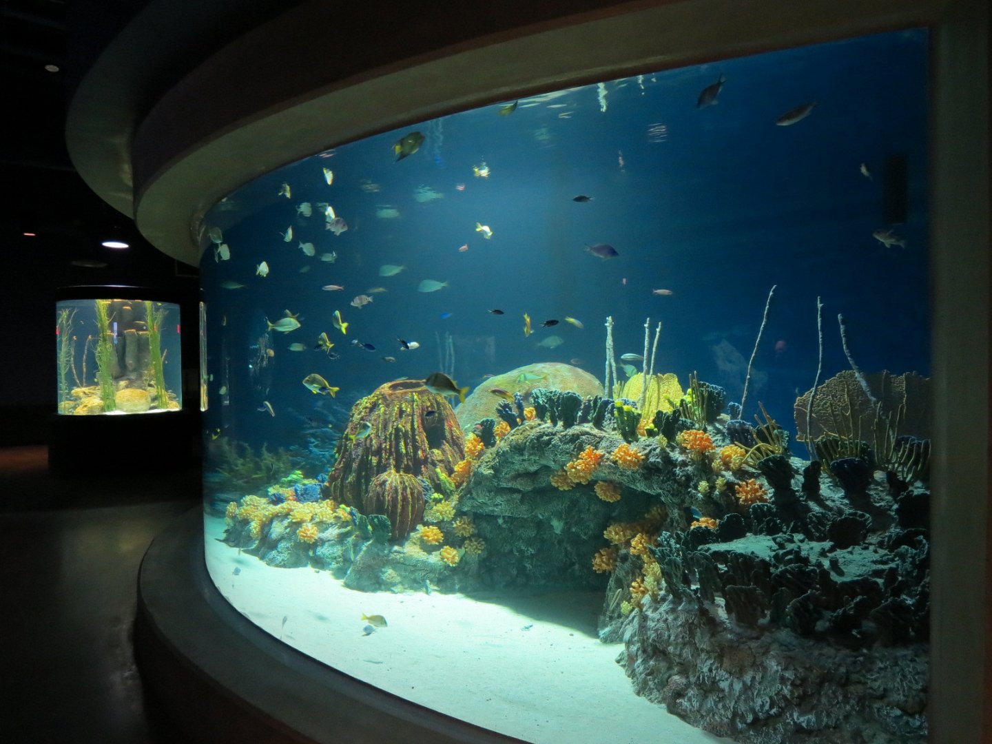 Reef Jewels - Jewels of the Caribbean Exhibit