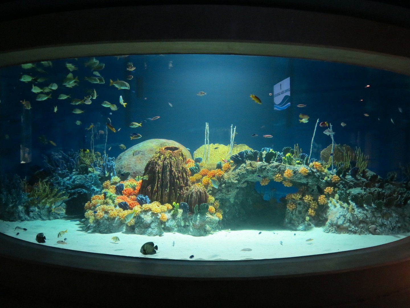 Reef Jewels - Jewels of the Caribbean Exhibit
