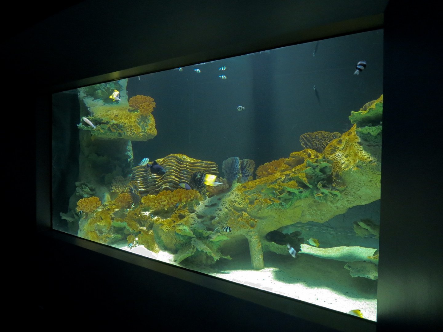 Reef Jewels - Red Sea Exhibit