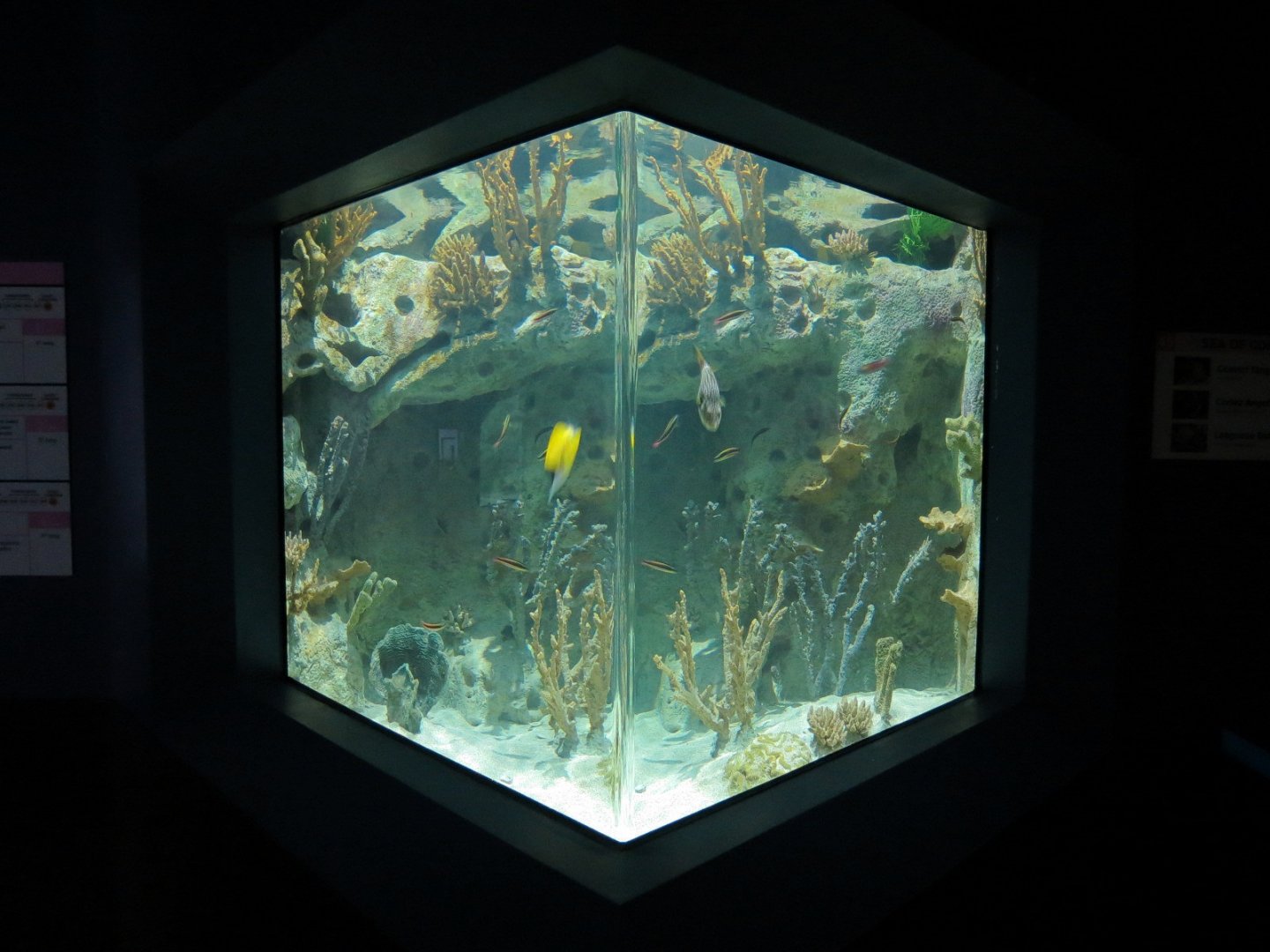 Reef Jewels - Sea of Cortez Exhibit