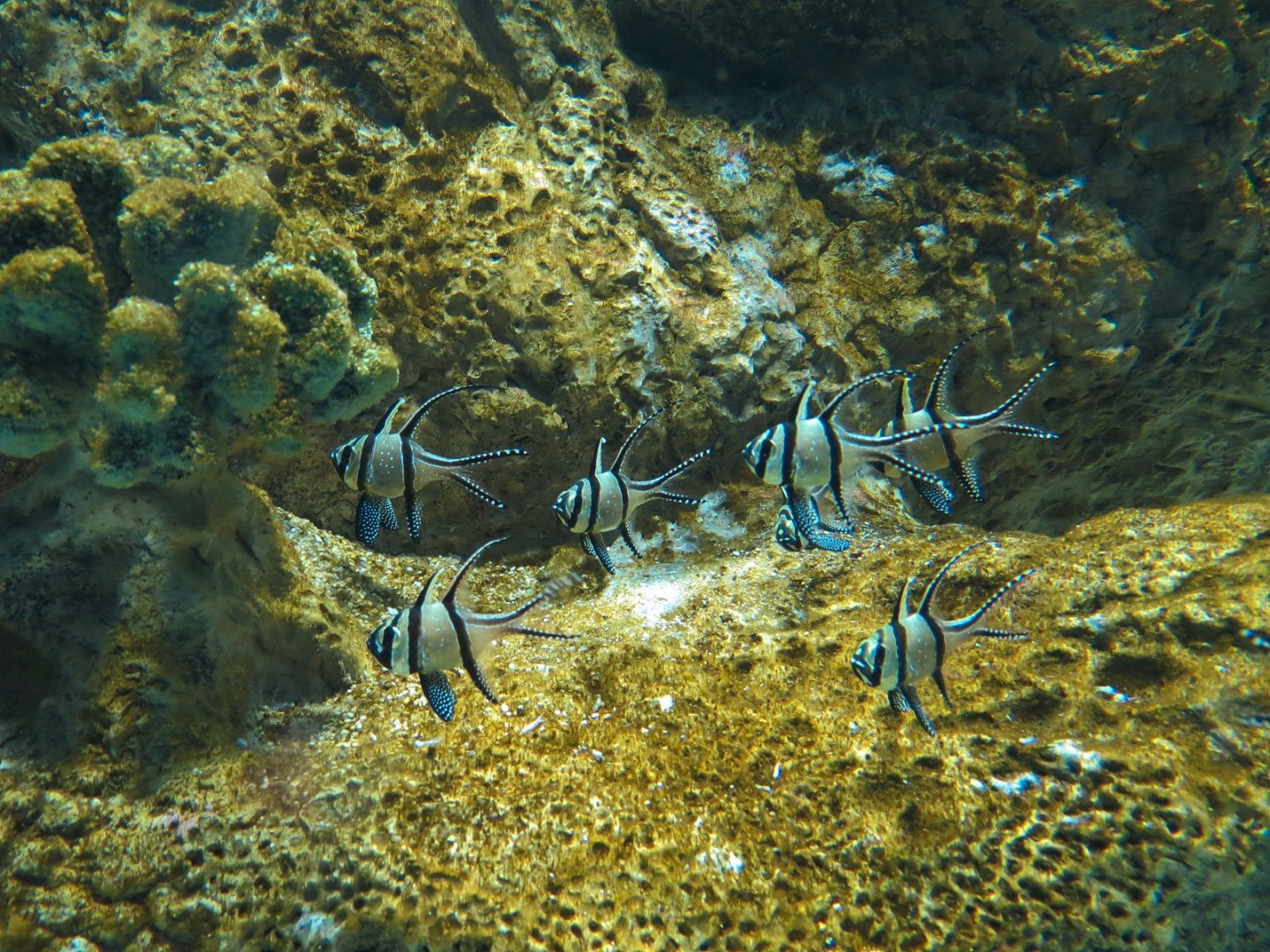 Reef Jewels - Seahorses Exhibit - Bangaii Cardinalfish