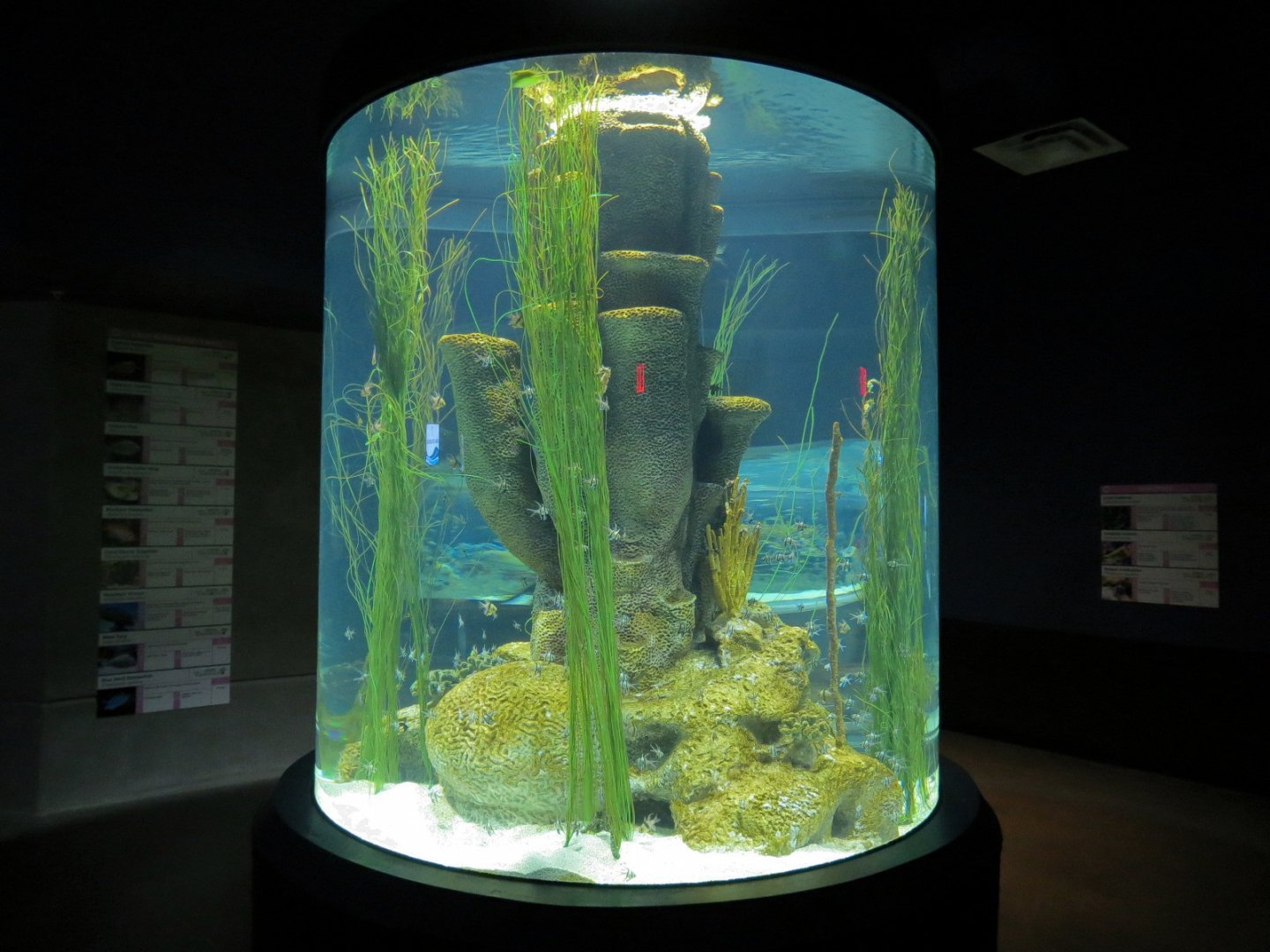 Reef Jewels - Seahorses Exhibit