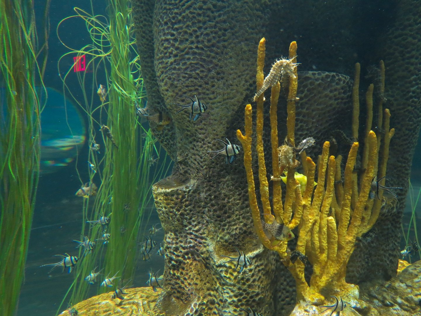 Reef Jewels - Seahorses Exhibit