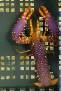 Reef lobster - Enoplometopus debelius